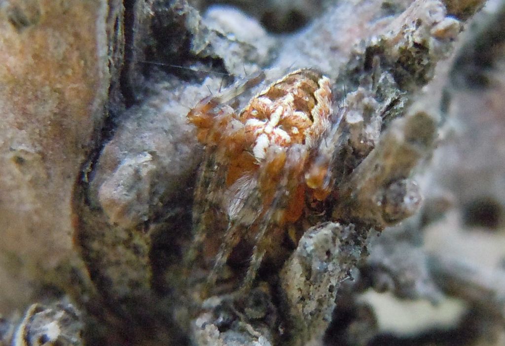 Araneus diadematus - Agnano (NA)